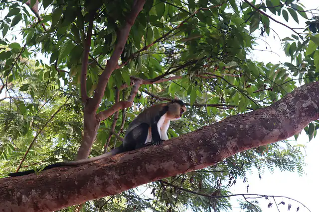 A monkey at the Boabeng-Fiema Monkey Sanctuary
