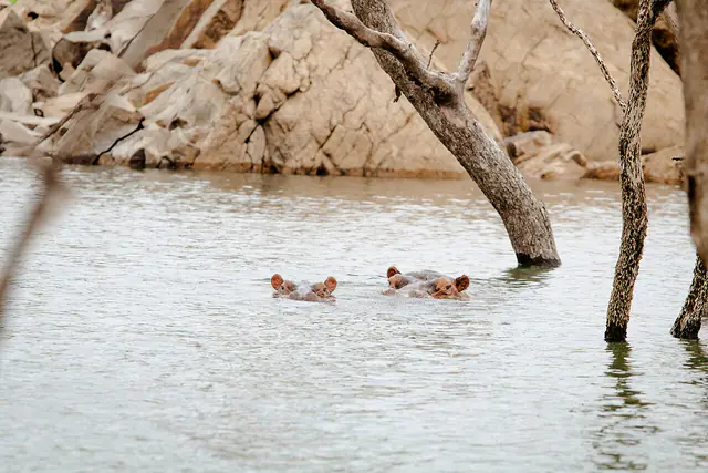 Hippopotamuses swimming in Bui Lake
