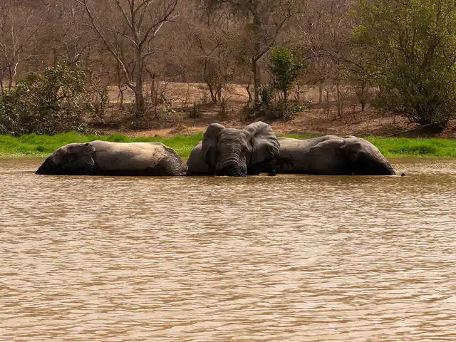 Three elephants bathing in Mole National Park