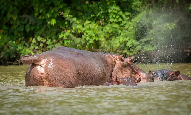 The Black Volta River at the Wechiau Hippopotamus Sanctuary