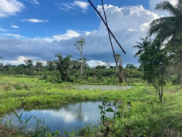 Forest at Bia National Park in the Western North Region