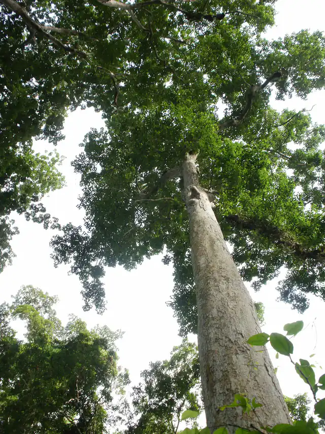 A tall tree in the Bia Forest, Western North Region